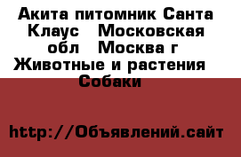 Акита питомник Санта Клаус - Московская обл., Москва г. Животные и растения » Собаки   